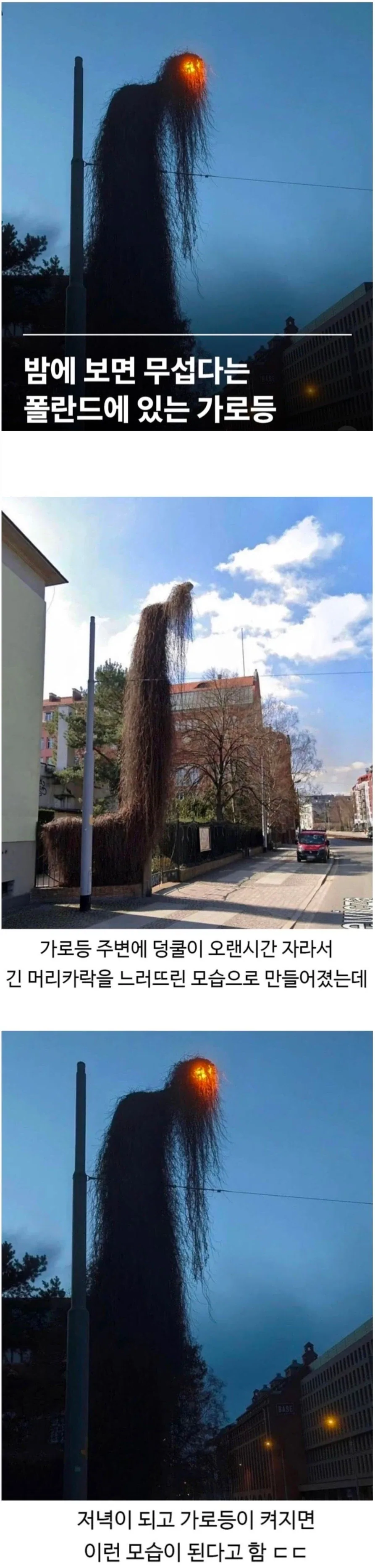 괴이 가로등_1.webp