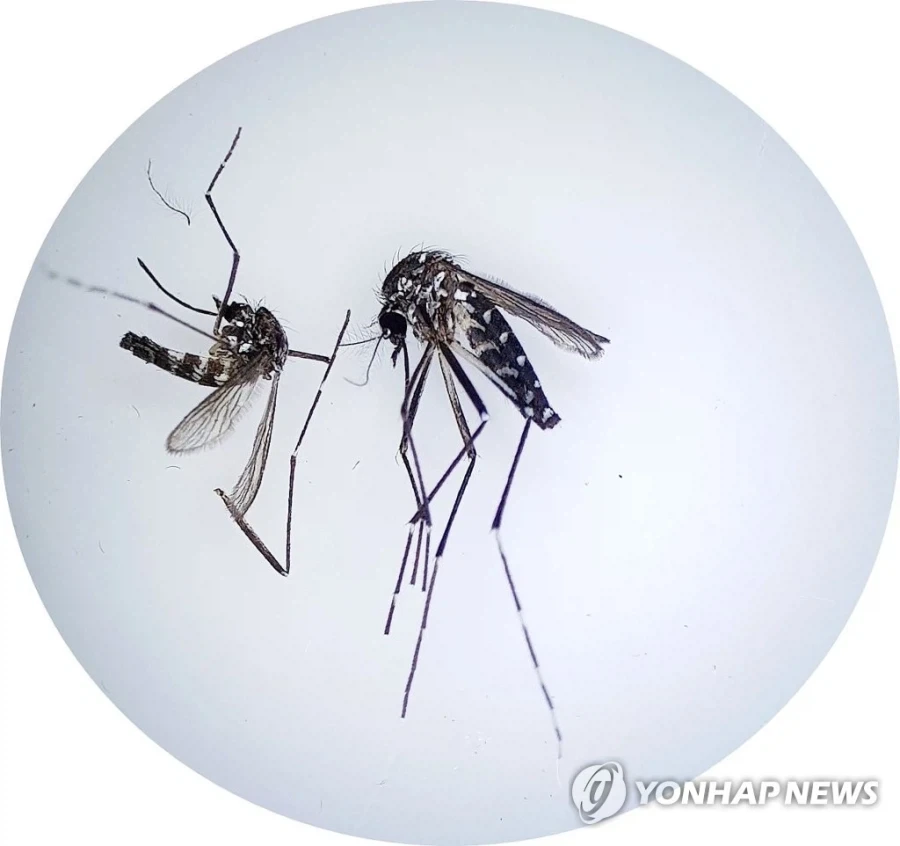 물리면...ㅈ되는... 모기...jpg_1.webp