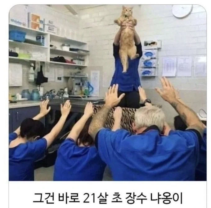 동물병원에서 전설이된 고양이_1.webp