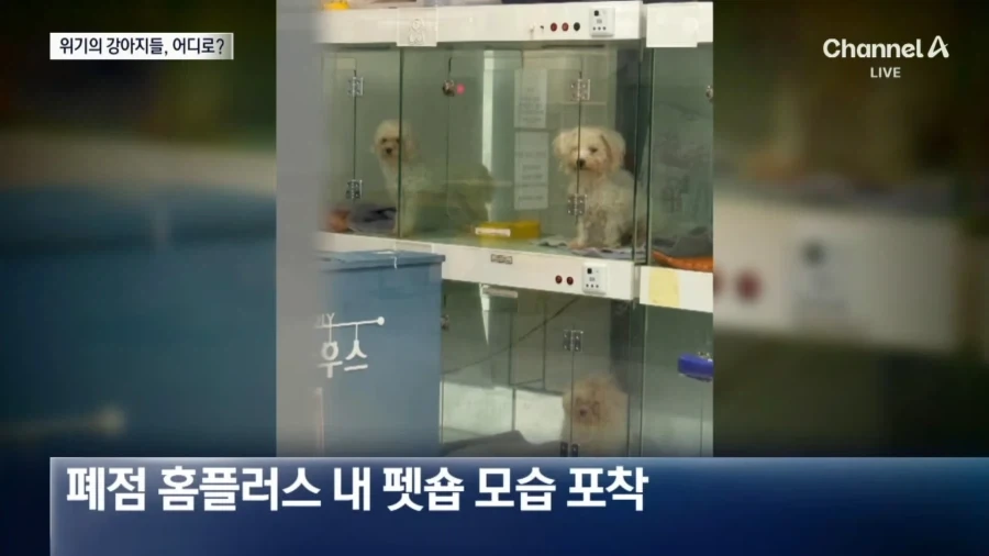 (기사 틀린듯)홈플러스 댕댕이들ㅠㅜ_1.webp