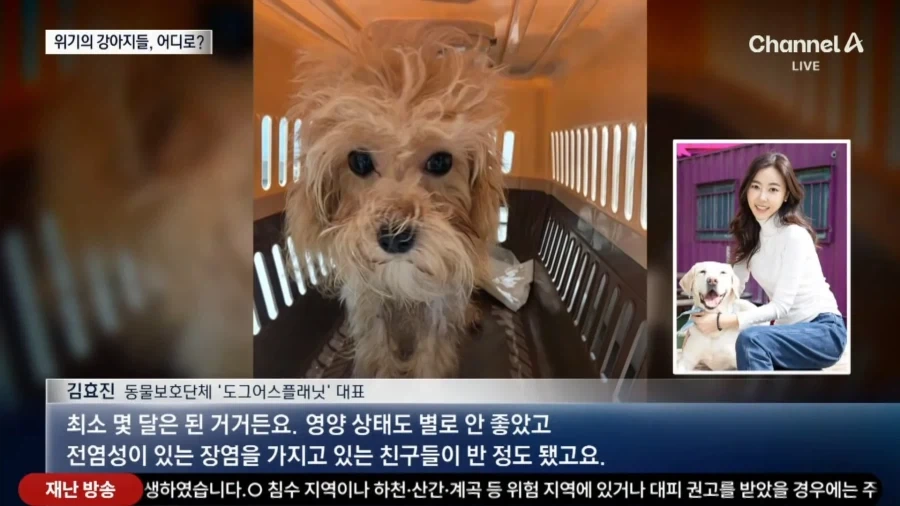 (기사 틀린듯)홈플러스 댕댕이들ㅠㅜ_2.webp