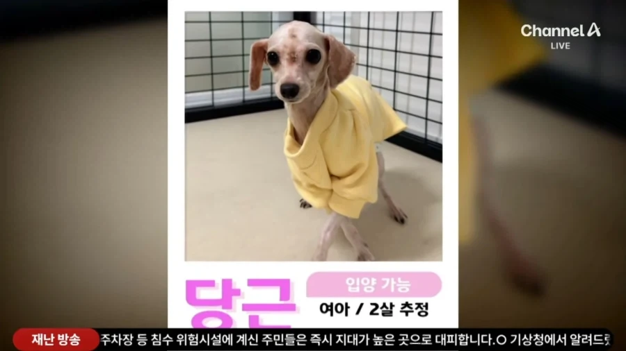 (기사 틀린듯)홈플러스 댕댕이들ㅠㅜ_4.webp