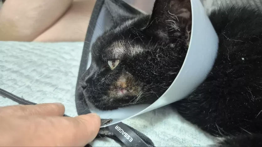 우리집 고양이 수술한지 1년 조금 지났다_1.webp
