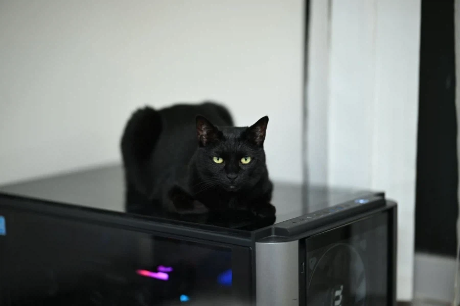 우리집 고양이 수술한지 1년 조금 지났다_8.webp