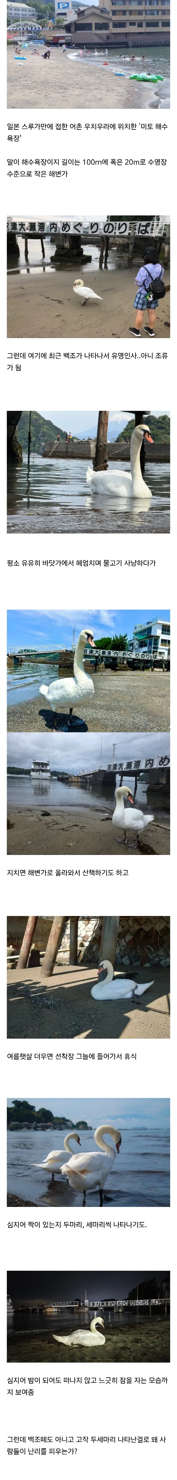 백조가 돌아다닌다고 난리난 일본 해수욕장.jpg_1.webp