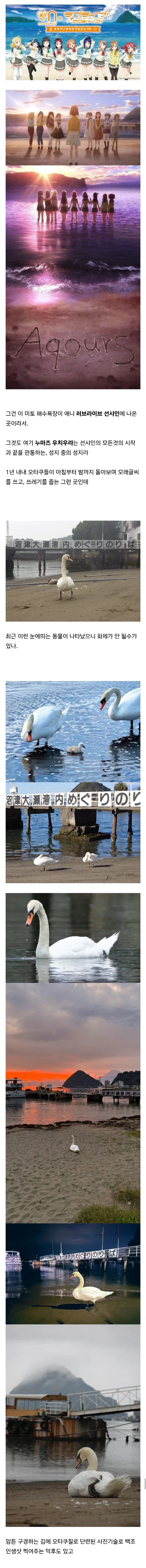 백조가 돌아다닌다고 난리난 일본 해수욕장.jpg_2.webp