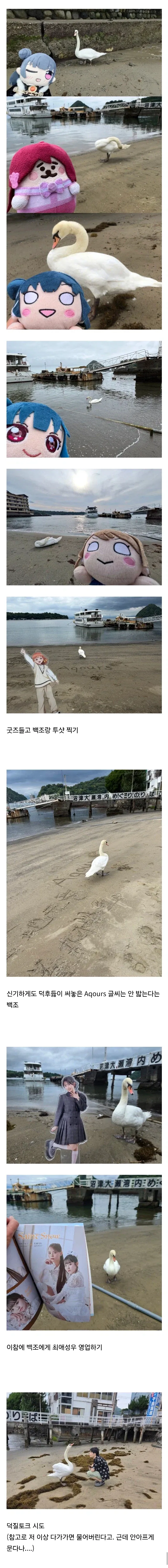 백조가 돌아다닌다고 난리난 일본 해수욕장.jpg_3.webp