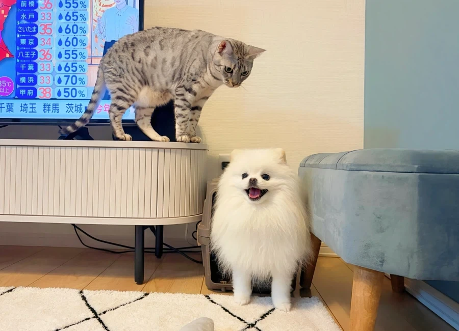 고양이 특.jpg_1.webp