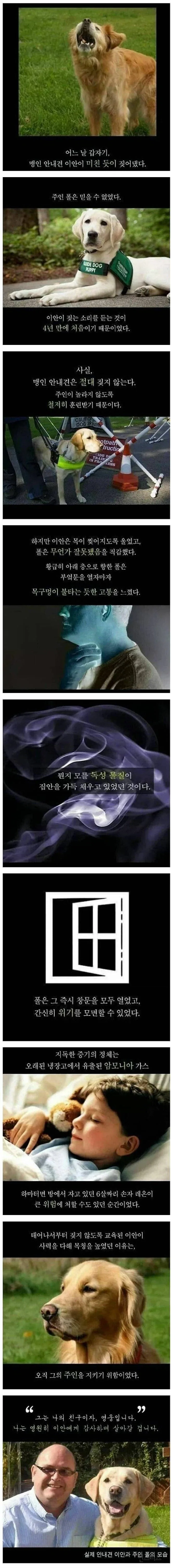 안내견이 4년만에 미친듯이 짖은 이유_1.webp