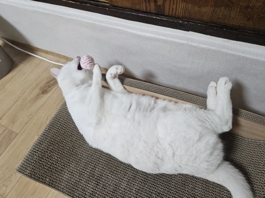 우리집 고양이 좀 봐주셈_1.webp