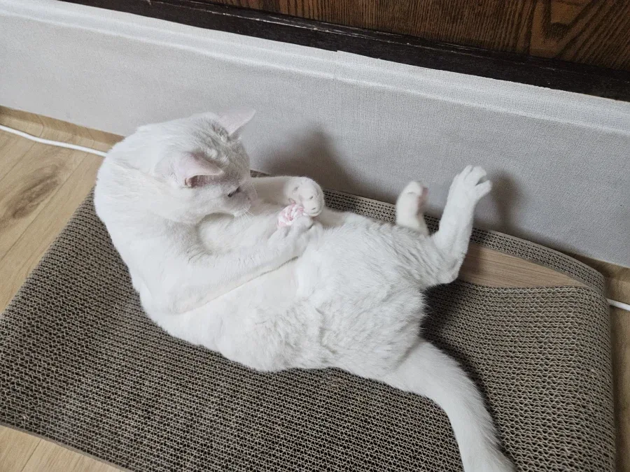 우리집 고양이 좀 봐주셈_3.webp