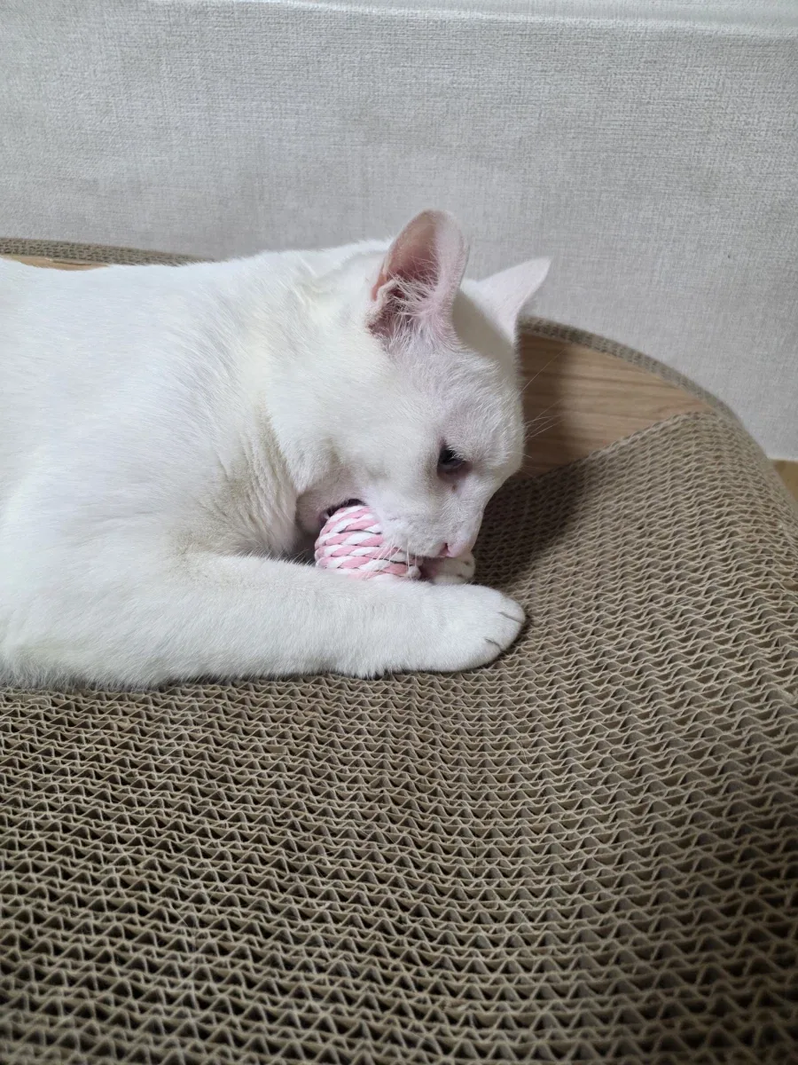 우리집 고양이 좀 봐주셈_6.webp