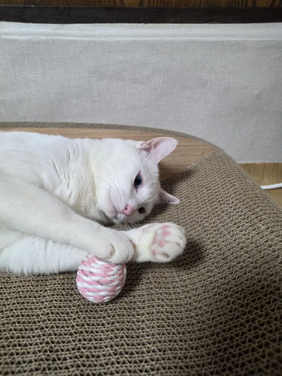 우리집 고양이 좀 봐주셈_7.webp