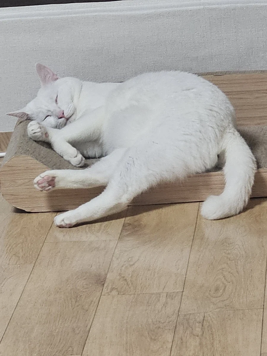 우리집 고양이 좀 봐주셈_9.webp