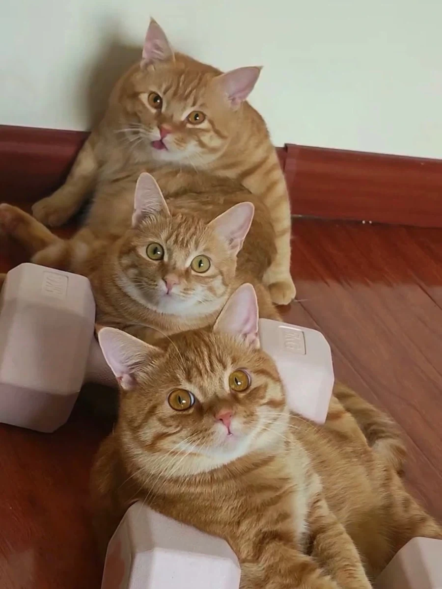 노랭이 3형제..._1.webp