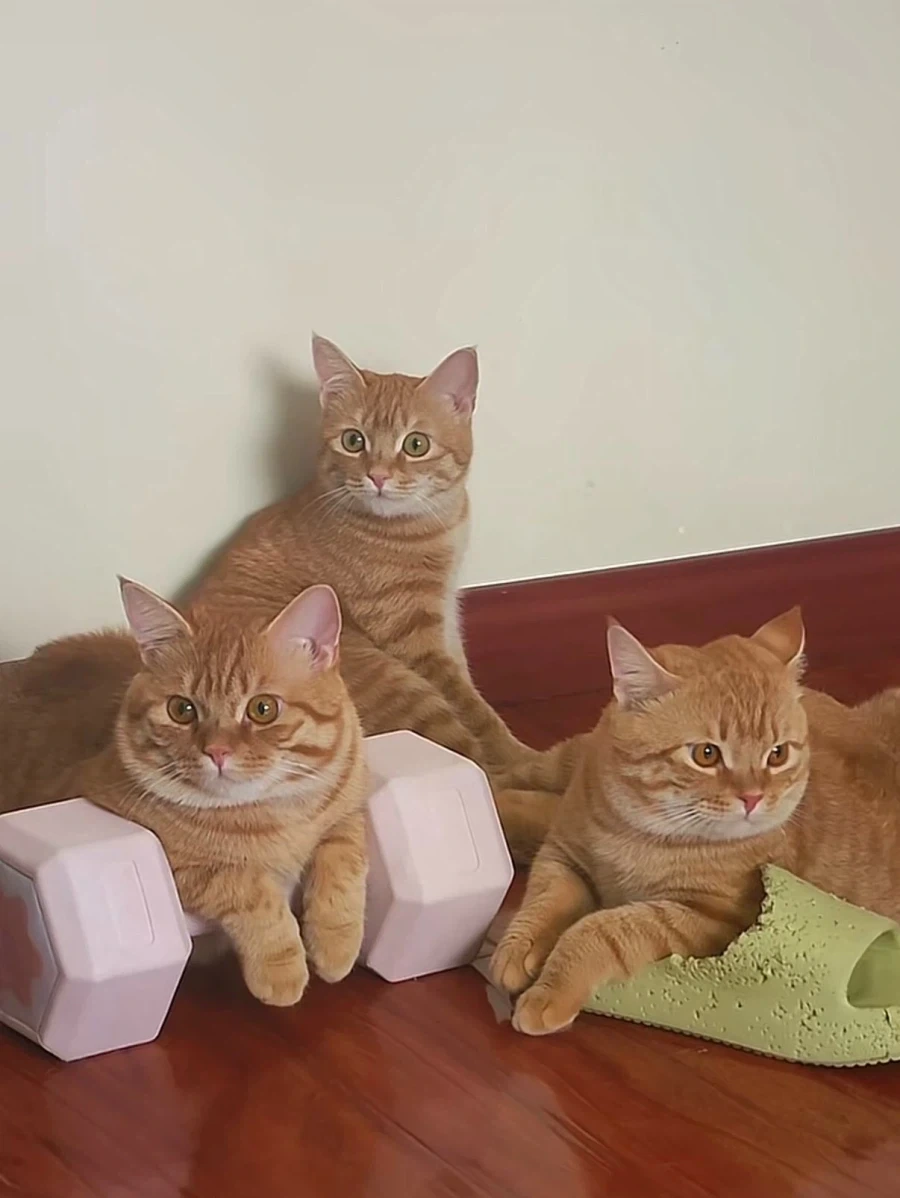 노랭이 3형제..._4.webp