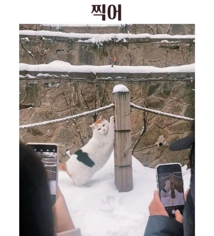 찍어라 냥_1.webp