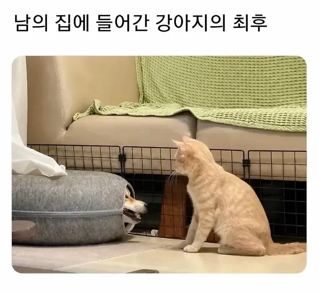 남의집에 들어간 강아지의 최후_1.webp