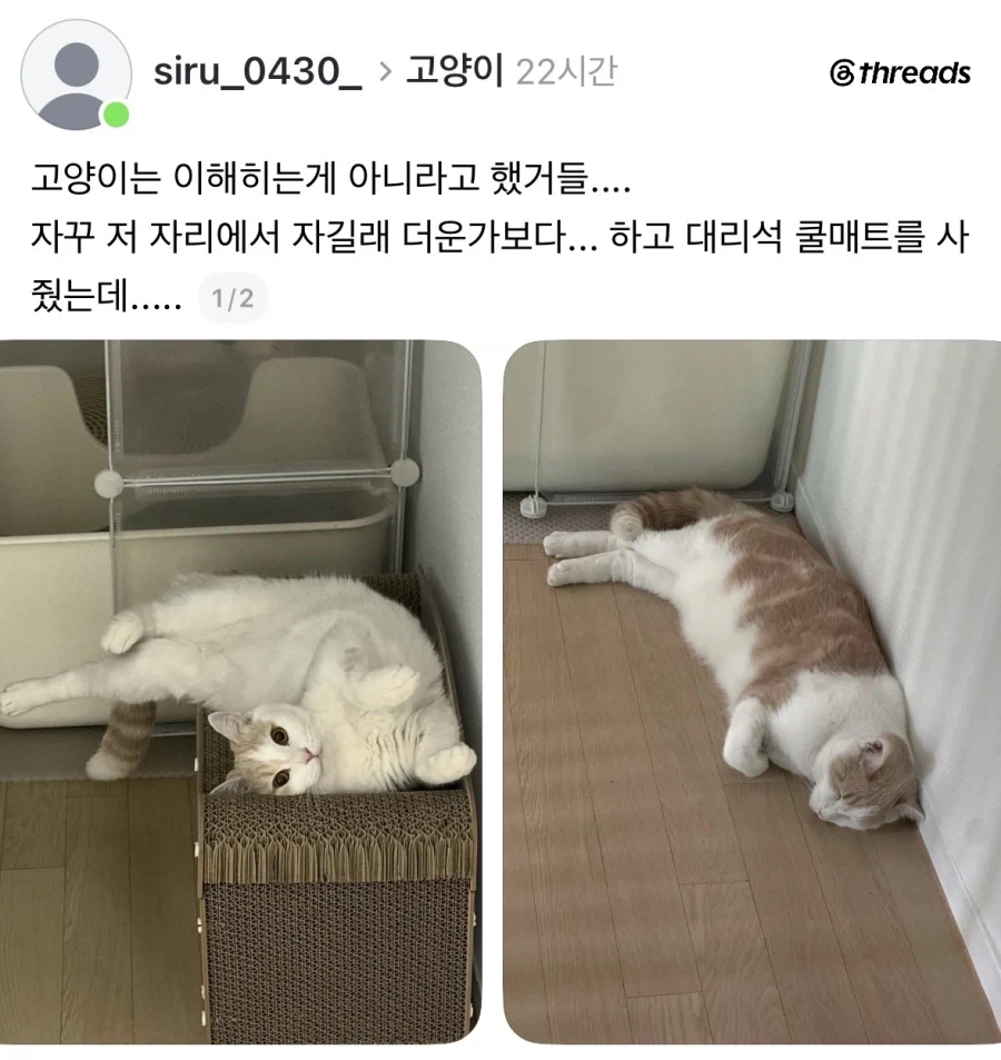 고양이 더워보여서 쿨매트 깔아놨더니.jpg_1.webp