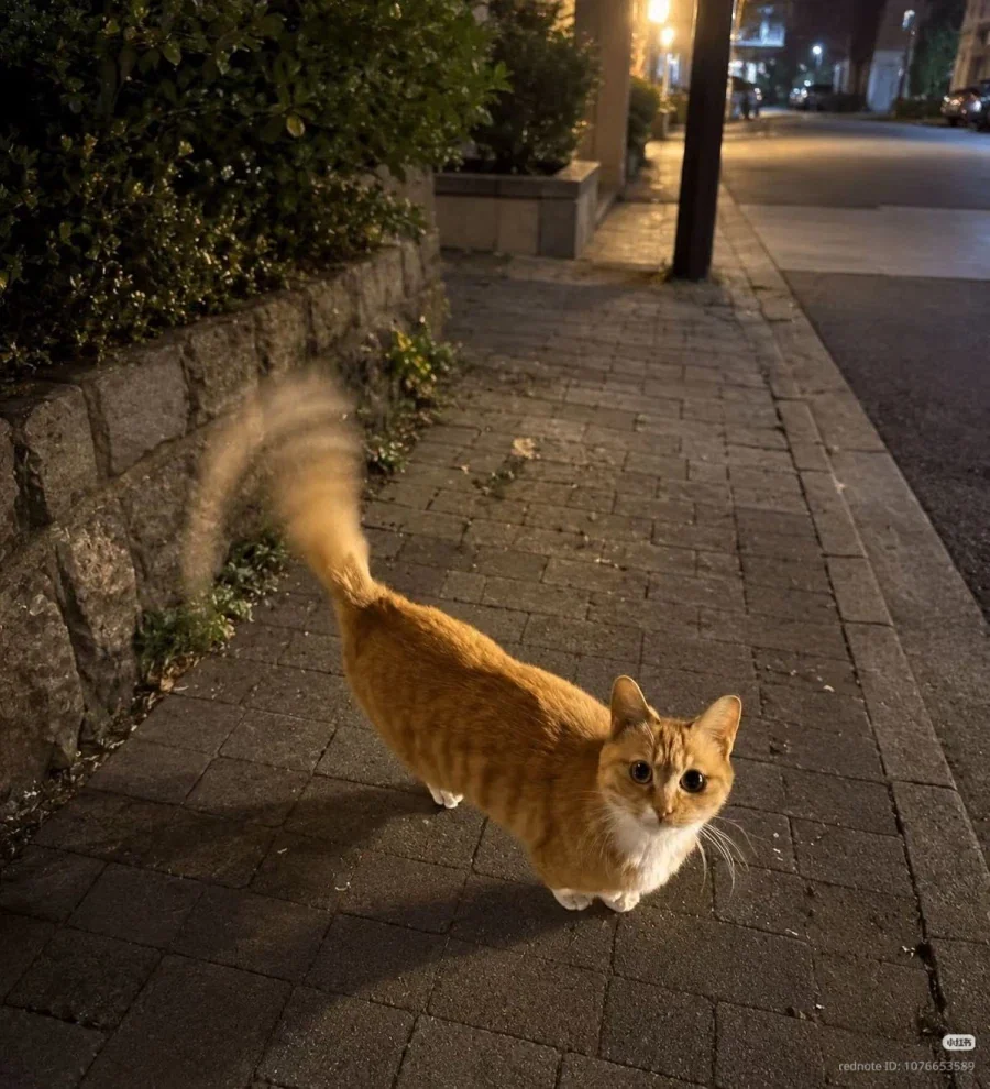고양이: (붕붕) _1.webp