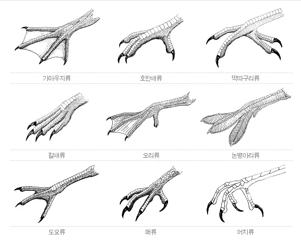 원피스 앵무새설 이런 추측도 있는데_3.webp