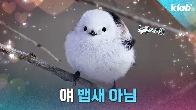 원피스) 흑막 히든 최종보스_2.webp