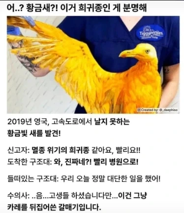 영국에서 발견된 전설의 황금새_1.webp