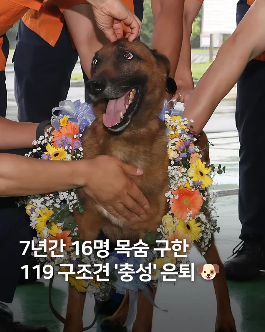 7년간 16명 구한 119구조견 은퇴_1.webp