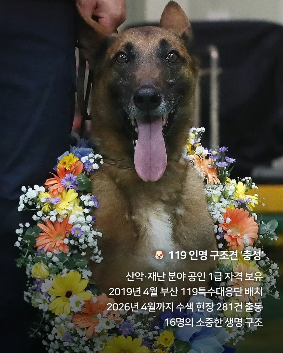 7년간 16명 구한 119구조견 은퇴_2.webp