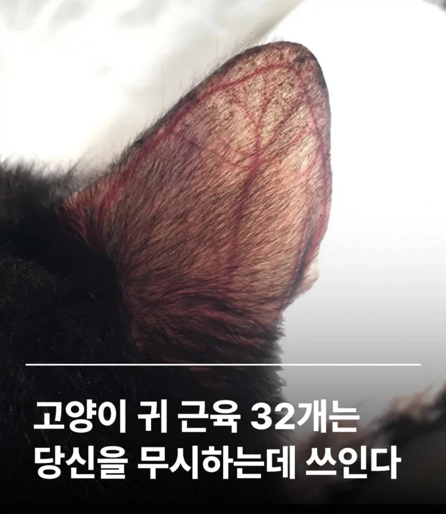고양이 귀의 놀라운 사실_1.webp