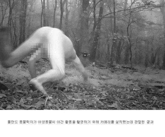 폴란드 동물학자의 카메라에 관찰된 것_2.webp