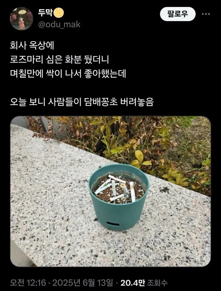 회사 옥상에 로즈마리 심은 화분 뒀더니_1.webp
