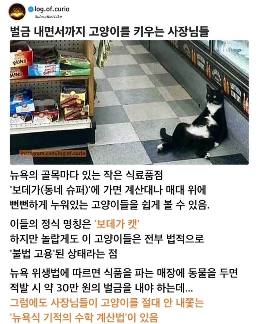벌금까지 내면서 가게에서 고양이를 키우는 이유_1.webp