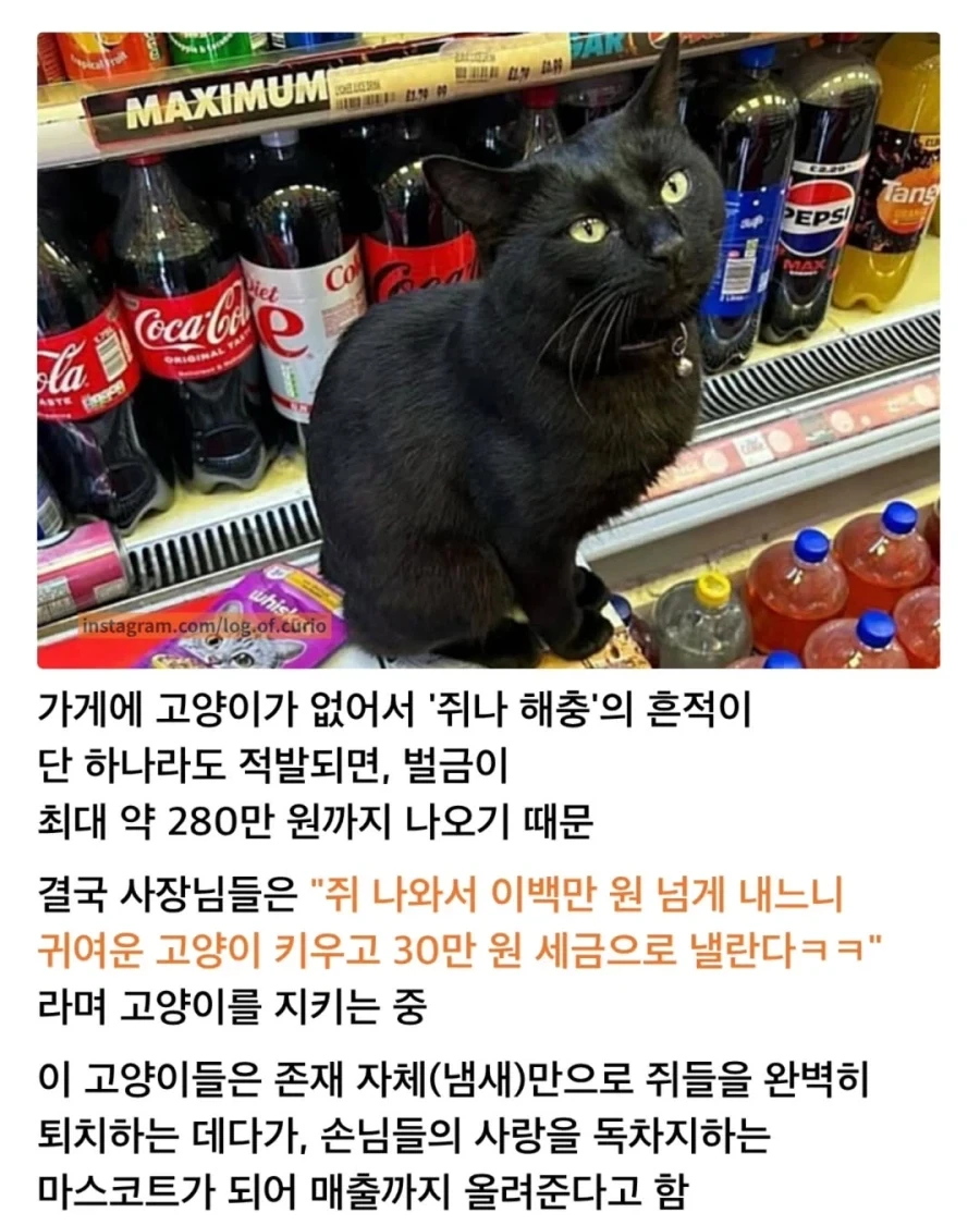 벌금까지 내면서 가게에서 고양이를 키우는 이유_2.webp