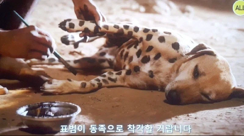 아프리카 부족 :