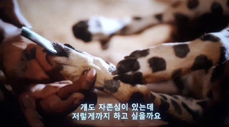 아프리카 부족 :