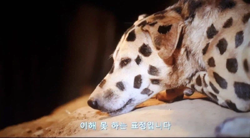 아프리카 부족 :