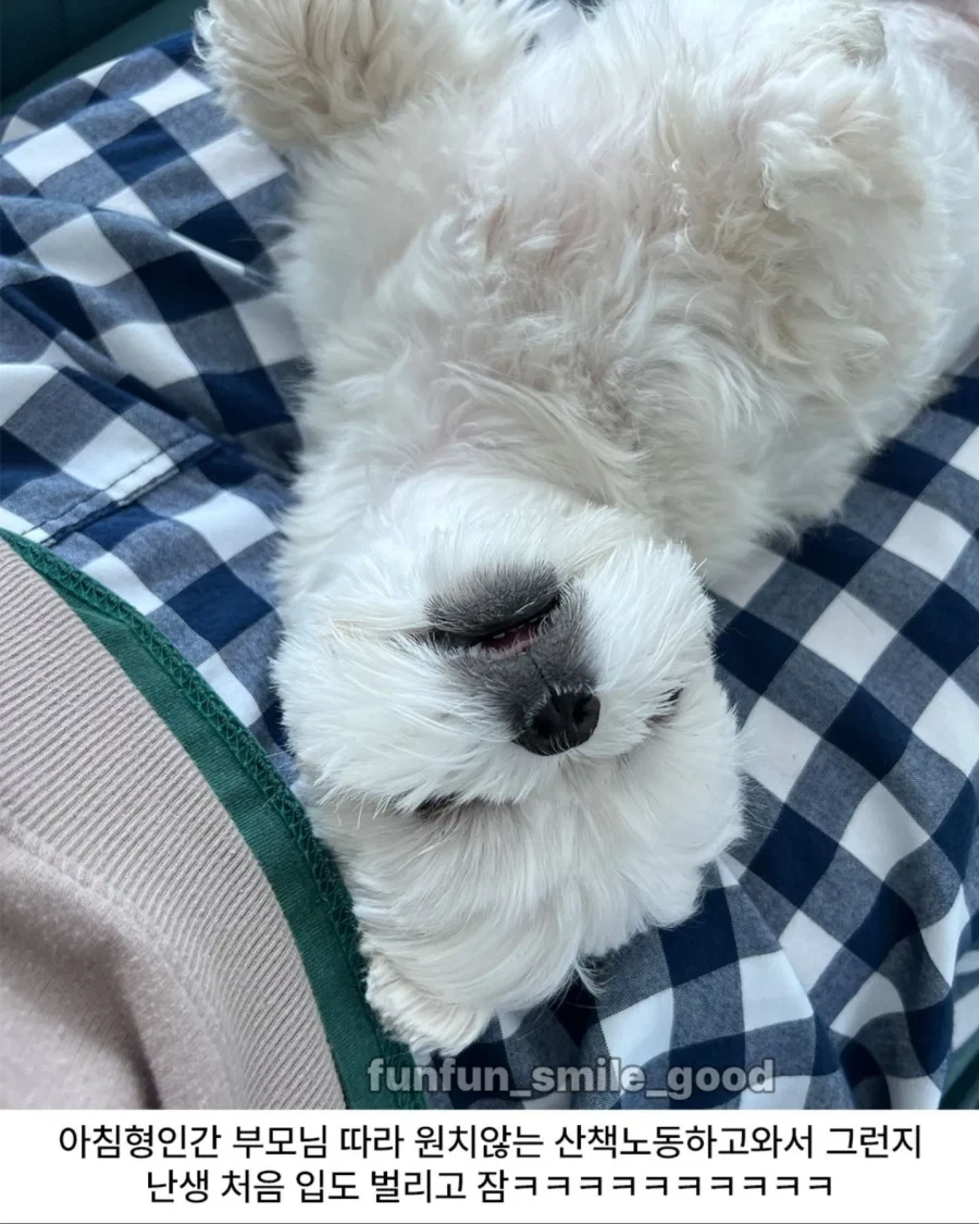 개들도 미라클모닝 힘들대._2.webp