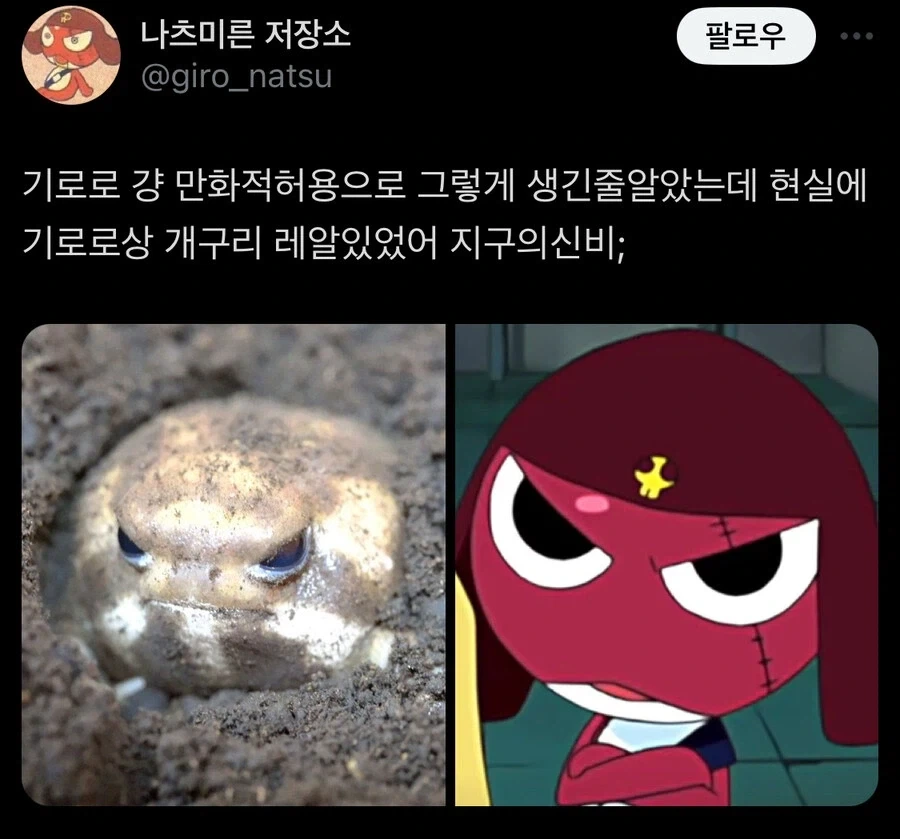 케로로) 기로로 그 눈매 걍 만화적 허용일 줄 알았는데.jpg_1.webp