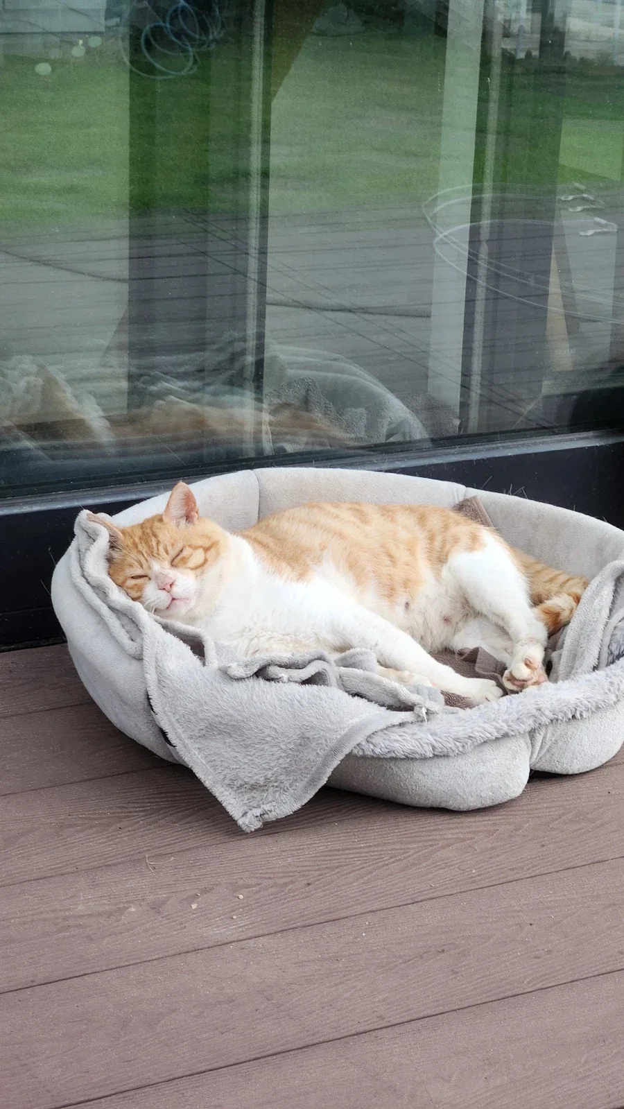 의외로 시골 밭에서 자라는거.cat_11.webp