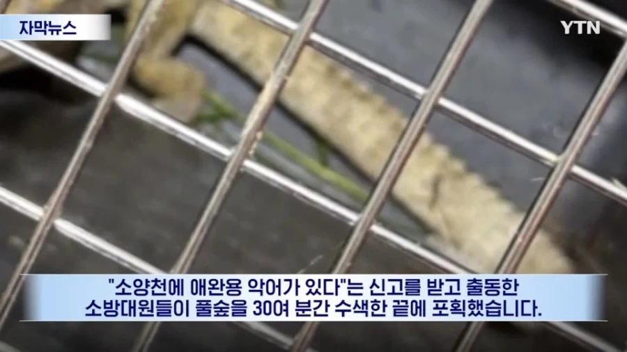 주인을 찾을수 없게된 소양천 악어_2.webp