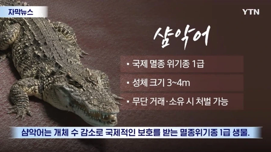 주인을 찾을수 없게된 소양천 악어_4.webp