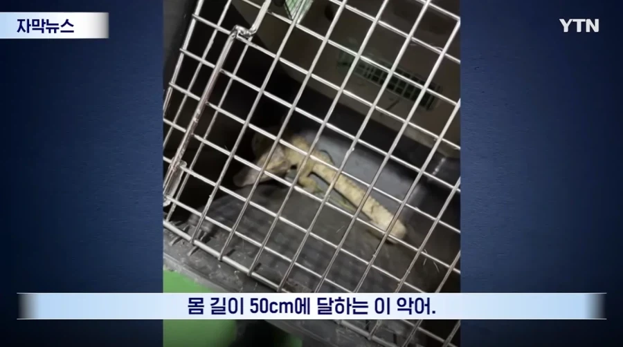 잃어버린 동물의 주인을 찾아 주려 했다가 그 주인을 경찰이 수배하게 된 사연_1.webp