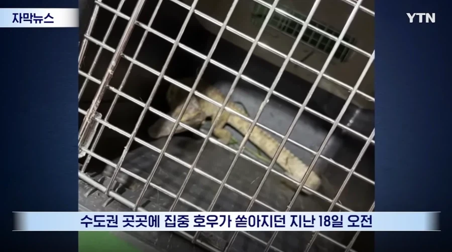잃어버린 동물의 주인을 찾아 주려 했다가 그 주인을 경찰이 수배하게 된 사연_2.webp