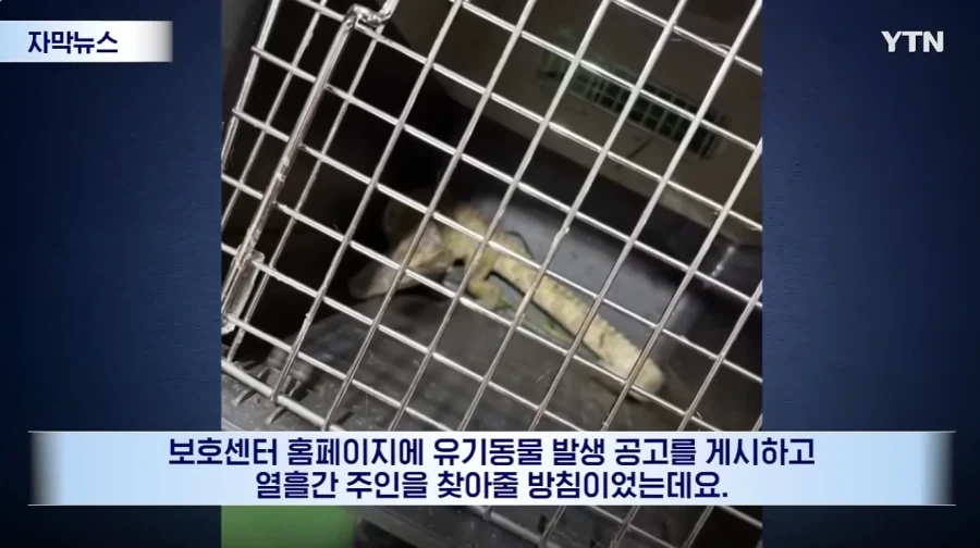 잃어버린 동물의 주인을 찾아 주려 했다가 그 주인을 경찰이 수배하게 된 사연_9.webp