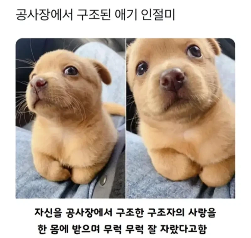 공사장에서 구조된 아기 인절미_1.webp