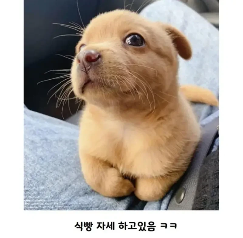 공사장에서 구조된 아기 인절미_2.webp