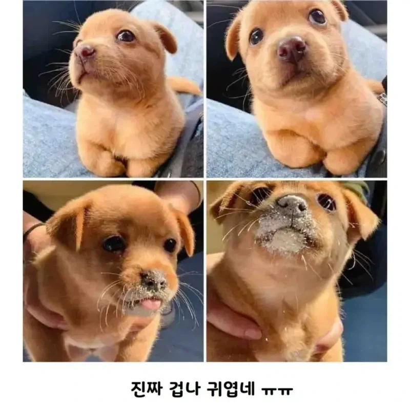 공사장에서 구조된 아기 인절미_3.webp