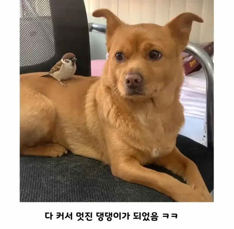 공사장에서 구조된 아기 인절미_4.webp