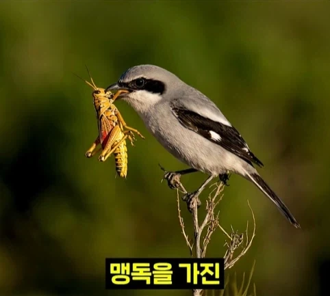 북미 때까치가 메뚜기 먹는 방법.jpg_1.webp